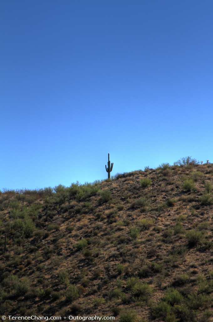 Lonely Cactus